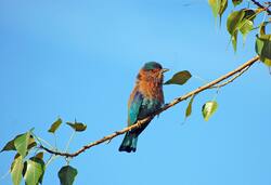 Bird on Tree Branch Picture