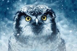 Bird Owl Beautiful Background Wallpaper