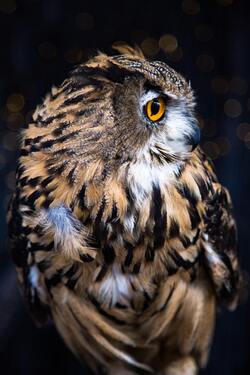 Bird Owl Mobile Background