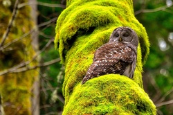Bird Owl on Algae Tree