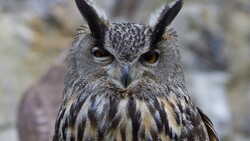 Bird Owl Photo