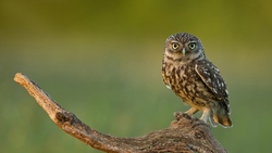 Bird Owl Ultra HD Photography