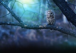 Bird Owl Wallpaper Download