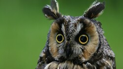 Bird Owl Wallpaper