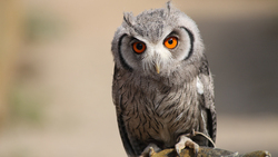 Bird Owl with Killing Orange Eye