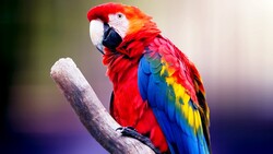 Bird Parrot 4K