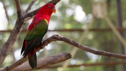 Bird Parrot HD Photo