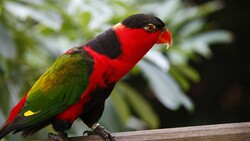 Bird Parrot Wallpaper