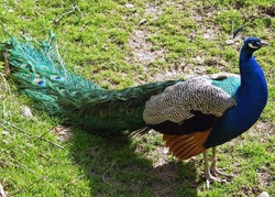 Bird Peacock in Garden HD Pic