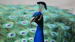 Bird Peacock Wallpaper