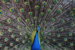Bird Peacock Wide Pics
