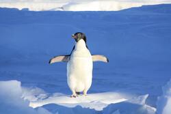 Bird Penguin on Snow