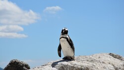 Bird Penguin Sitting on Rock
