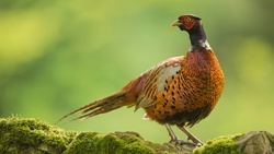 Bird Pheasant 4K Wallpaper