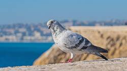 Bird Pigeon Image Download