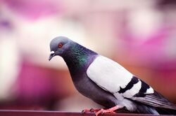 Bird Pigeon Image