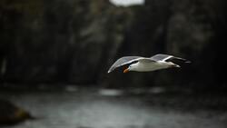 Bird Seagull is Flying