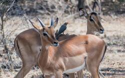 Bird Sitting On Gazelle