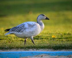 Bird Snow Goose