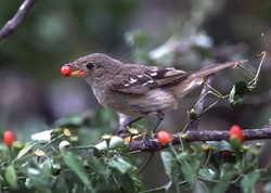 Bird Sparrow Eating Berries