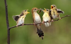Bird Sparrow Feeding Her Kids On Branch