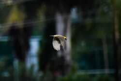 Bird Sparrow Flying Image