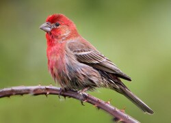 Bird Sparrow Sitting On Thorn Bushes