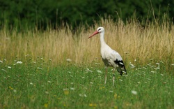Bird Stork in Grass