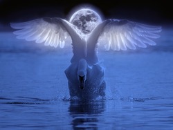 Bird Swan Superb Image