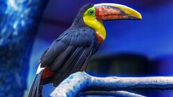 Bird Toucan Pic