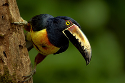 Bird Toucan Ultra HD Image
