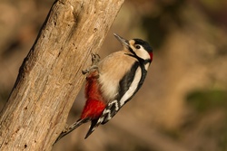 Bird Woodpecker on Tree