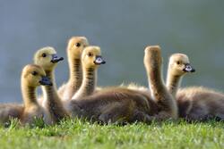 Birds Baby Group Wallpaper