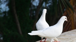 Birds Dove Couple White 4K