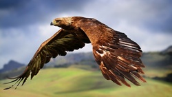 Birds Eagle Flight and Spread Wings 4K Wallpaper