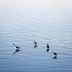 Birds Early Morning Free Lake Mobile Wallpaper