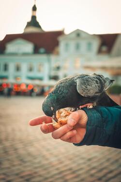 Birds Eating a Food on Tree