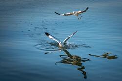 Birds Fishing in Water