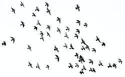 Birds Flock on Sky
