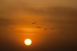 Birds Flying at The Time of Sunset