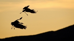 Birds Flying During Sunset 4K Background Wallpaper