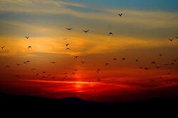 Birds Flying During Sunset Image