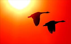 Birds Flying During Sunset
