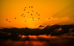 Birds Flying in Sky at The Sunset