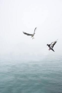 Birds Flying Over Sea