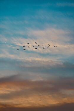 Birds in The Sky