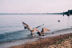 Birds in Water Pic