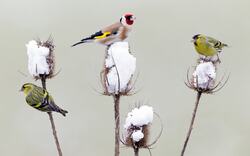 Birds in Winter Season