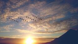 Birds is Flying in Sky in Row