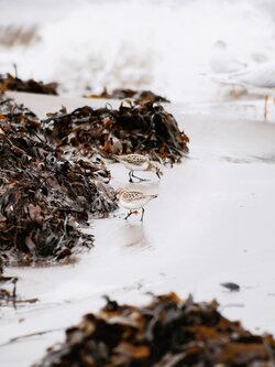 Birds on Beach Sand